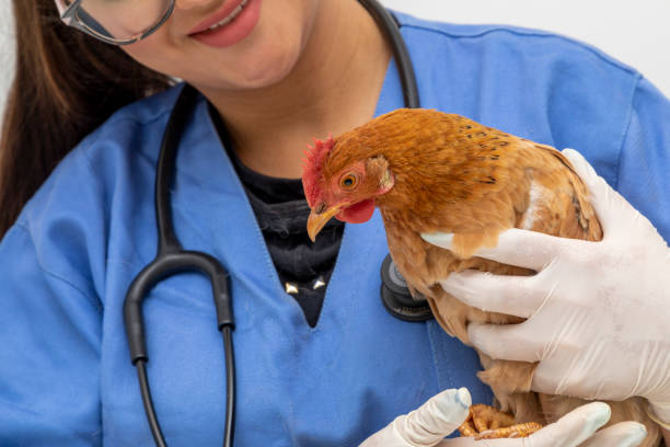 Veterinary Diagnosis